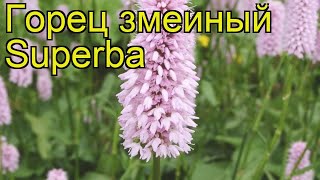 Персикариягорец змеиный Суперба Краткий обзор описание характеристик persicaria bistorta Superba [upl. by Olin]