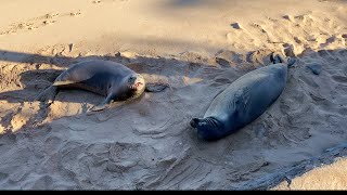 Monk Seals enjoying empty Kapalua Bay Beach  April 1 2020 [upl. by Akinom]