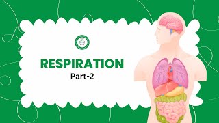 Respiration in Humans  Class 10 Science  Part 2 [upl. by Jacie]