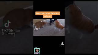 SCARED CATS FUNNY MOMENTS OF CATS STARTLED CATS Source httpswwwtiktokcommxrgzy [upl. by Ilrebmik126]