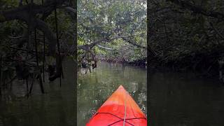 Have you ever kayaked through the mangroves kayaking floridakeys nature fyp [upl. by Largent]