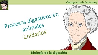 Digestión en los cnidarios pólipos medusas hidras y anémonas [upl. by Krilov]