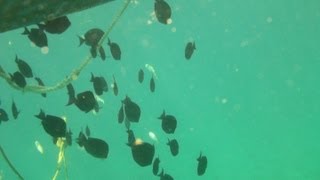 Snorkeling at Treasure Point Norman Island BVI [upl. by Buyers183]