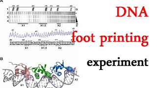 DNA footprinting experiment [upl. by December844]