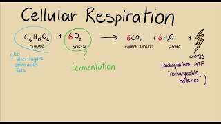 One more thing on cell respiration  Energy for cells  meriSTEM [upl. by Popper]