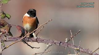 OCELLS CANTANT  Bitxac comú  Tarabilla común  European Stonechat  Saxicola rubicola [upl. by Nealey353]