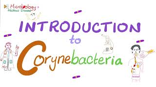 Corynebacteria Introduction  Microbiology 🧫 amp Infectious Diseases [upl. by Inavoig]