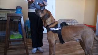 Service Dog Training 2  Basic Commands [upl. by Anirrehs644]