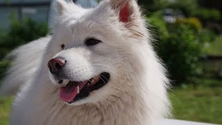 How to Groom a Samoyed A StepbyStep Guide [upl. by Godspeed]