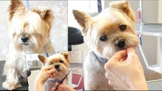 PetGroooming  Grooming Senior Yorkie 92 [upl. by Huppert]