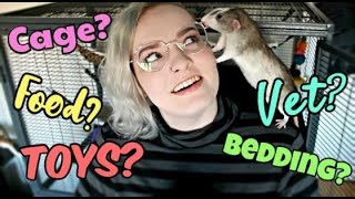 What Do You Need Before Getting Pet Rats [upl. by Oria]