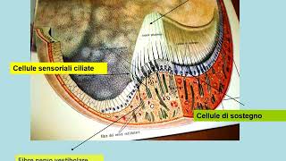 orecchio anatomia funzionamento [upl. by Stoneman]