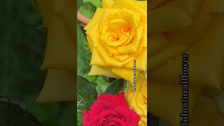 Colour rose flowers hindisong music flowers roseflowergarden beautiful naturaldecorationlove [upl. by Neron]