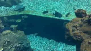 Typhoon Lagoon Shark Reef at  Walt Disney World [upl. by Doll306]