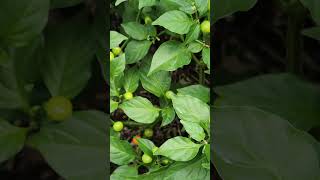 Quick update on the hot peppers Wiri Wiri Chilli peppers lasanafarms [upl. by Weinstock]