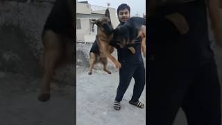 German shepherd dog masti time germanshepherd gsdpuppy [upl. by Luo135]