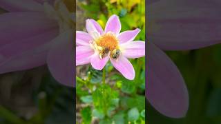 Pollinator Garden 🌸🐝🦋gardening pollinators pollinatorgarden flowers [upl. by Mindi200]