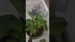 Care of Dracaena Plant Guptas Home Gardening [upl. by Egon]