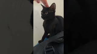 Long press restart button on a car cat blackcat funny [upl. by Auston180]