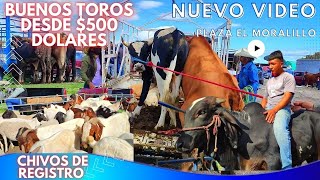 ✅MERCADO DE ANIMALES 45 PLAZA EL MORALILLO TEPEXI DE RODRIGUEZ ESPECIAL TOROS CABALLOS BECERROS [upl. by Legim752]