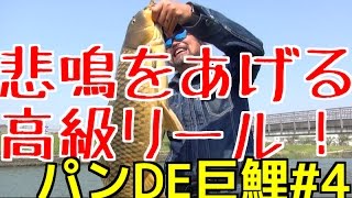 悲鳴をあげる高級リール！ステラの鳴り止まないドラグ音！加藤誠司も思わず叫んだ！ゴールデンウィーク釣行 パンDE巨鯉4 [upl. by Ennaeiluj783]