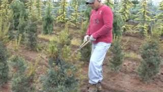 Pinus Parviflora Glauca  Plant Care [upl. by Lled]