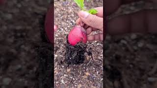 When to pick Radishes  radishes gardening greentgarden [upl. by Mandal]