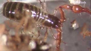 Pseudoscorpion breeding [upl. by Kceb]