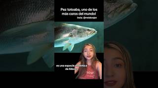 Pez totoaba uno de los más caros del mundo y esta su triste razón ambientalista medioambiente [upl. by Hadleigh]