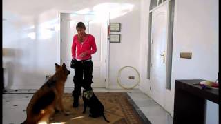 How to Teach Your Dog to Bark on Cue [upl. by Sylram400]