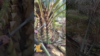 pruning malaysia palmoil palmtree viralshort ytshorts viralvideo shorts [upl. by Leahicm]