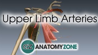 Upper Limb Arteries  Arm and Forearm  3D Anatomy Tutorial [upl. by Corrina]