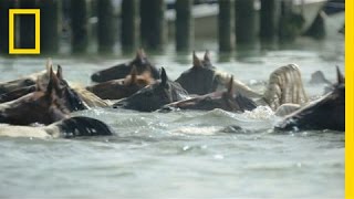 Watch Famous Ponies Swim in Chincoteague Island Tradition  National Geographic [upl. by Tedie]