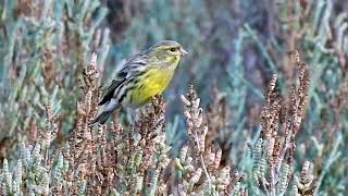 Serinus serinus European Serin [upl. by Eerej]