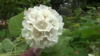 Dombeya tiliacea Forest wild pear Cape wedding flower [upl. by Linker]