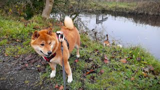 Shiba Inu and Scottish Canal [upl. by Faux890]