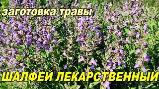 🌺👩🏻‍🌾КОГДА СОБИРАТЬ ШАЛФЕЙ СПРАШИВАЕТЕ  ОТВЕЧАЮ [upl. by Thun]