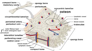 Bones Structure and Types [upl. by Harobed]