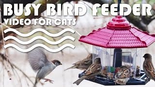 Bird feeding frenzy  Lots of fluttering wing action BIRD VIDEO FOR CATS  CAT TV [upl. by Beichner]