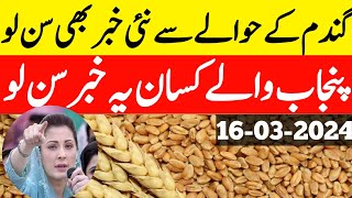 New Wheat support Price in Punjab Pakistan 2024Wheat rate Gundam ka rate 2024پنجاب میں گندم ریٹ [upl. by Floeter]