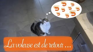 VLOG  La voleuse est de retour [upl. by Enaelem]