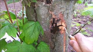 Cryptostroma corticale on Acer pseudoplatanus [upl. by Dinny]