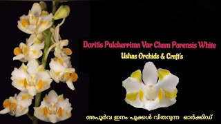 Doritis pulcherrima var Cham Porensis white [upl. by Scheck]