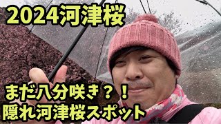 【2024河津桜まつり】225 まだ八分咲きスポットのご紹介！河津櫻 ライブカメラ 伊豆元気わくわくの森 [upl. by Liagabba911]