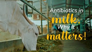 How antibiotics enter milk and why it matters  Akshayakalpa organic [upl. by Kazue772]