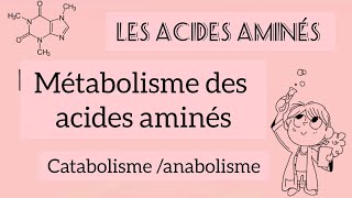 métabolisme des acides aminés  catabolisme et anabolisme cycle durée [upl. by Jarek203]