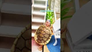 小烏龜快起床吃雞腿 followme like share foryou tortoise turtle [upl. by Eikcaj488]