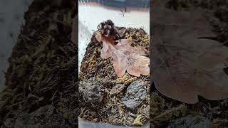 Mexican red knee tarantula feeding [upl. by Inaffets35]