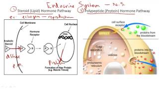 Hormones Steroid v Protein [upl. by Ayna244]