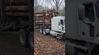 Nice Load Of Pulpwood logger construction logginglife trucker loggerlife trending tree [upl. by Galateah]